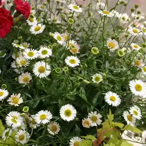 Erigeron 'Sea of Blossom'